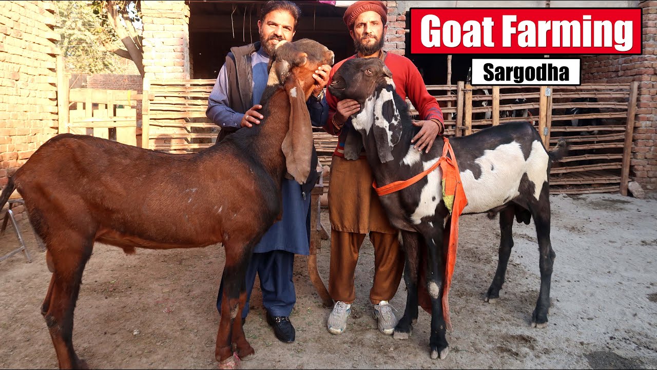 Goat Farming In Pakistan Mian Waqas Sargodha 2025 | Bakra Mandi