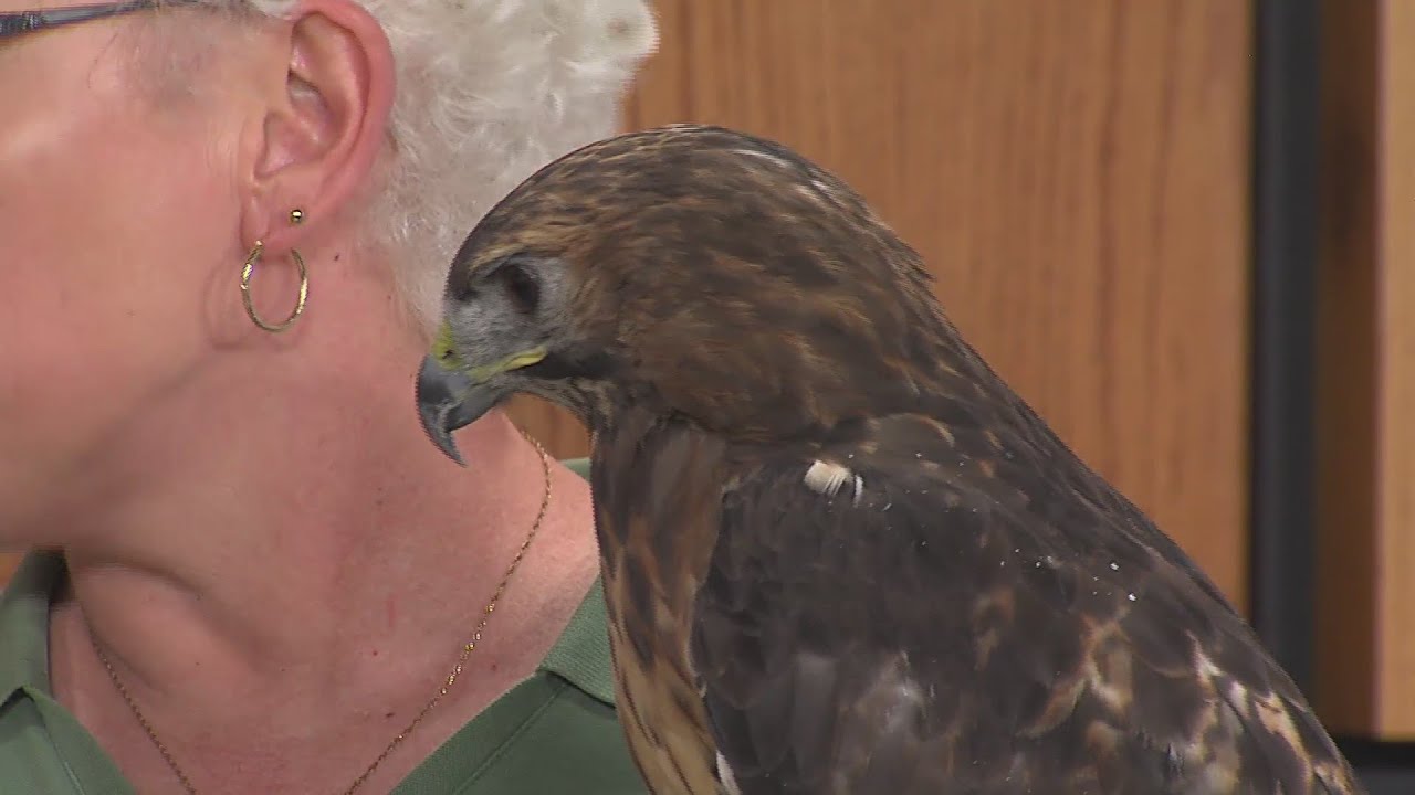 WILDLIFE WEDNESDAY: RED TAILED HAWK