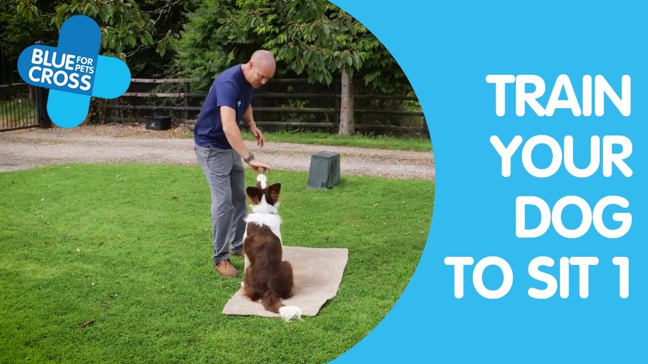 How To Train Your Dog To Sit Part 1 | Dog Trainings Tips | Blue Cross