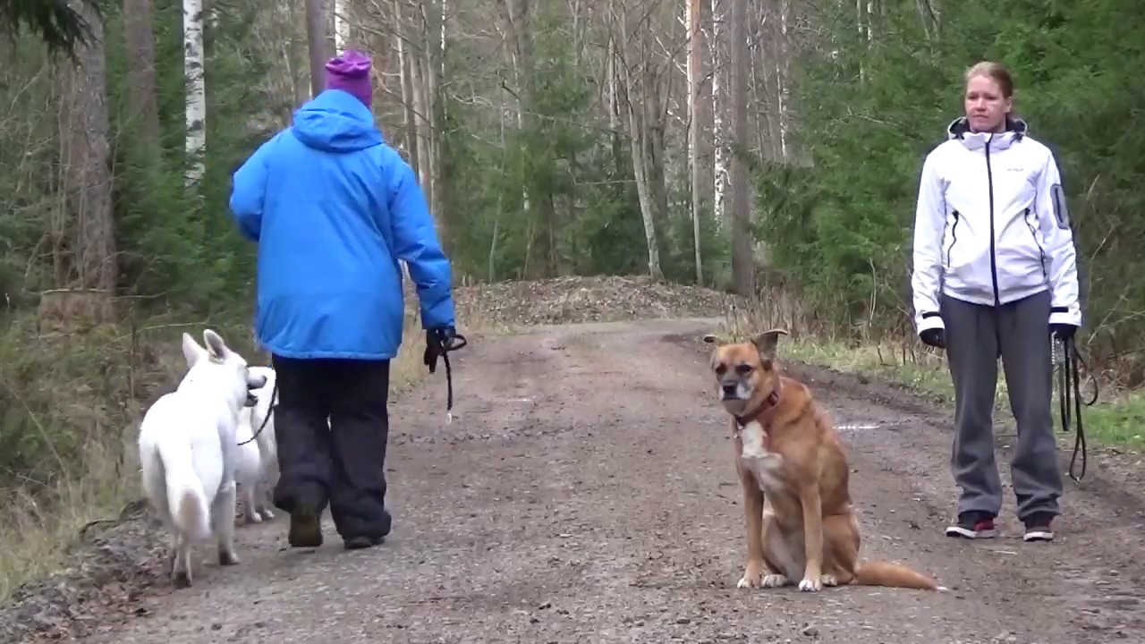 Valkoistenpaimenkoirien muutos koulutuksella, Koirakoulu Homeetta