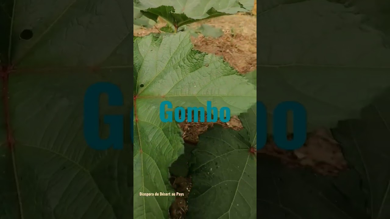 Feuilles de gombo, faciles &agrave; faire pousser en tr&egrave;s peu de temps &agrave; la maison. Des recettes ?