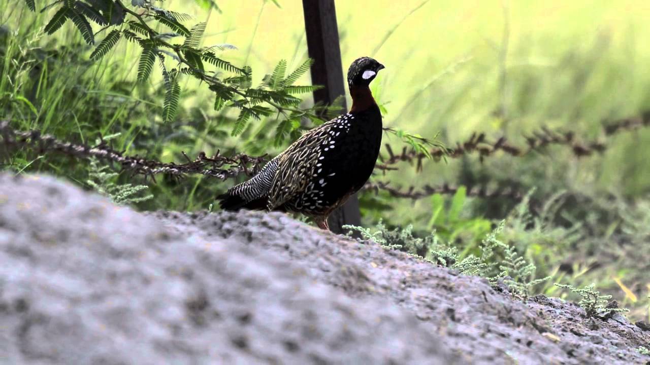 Black Francolin
