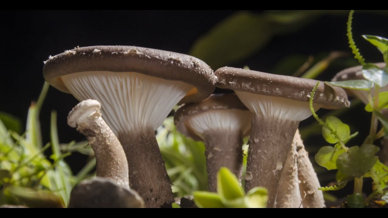 MUSHROOM GROWING TIMELAPSE 4K - Time-lapse photography - 버섯 다큐멘터리