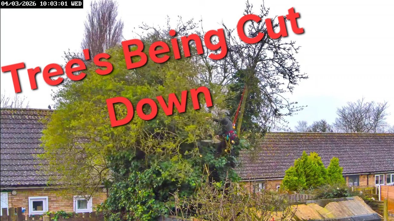 Tree Felling in Lincolnshire