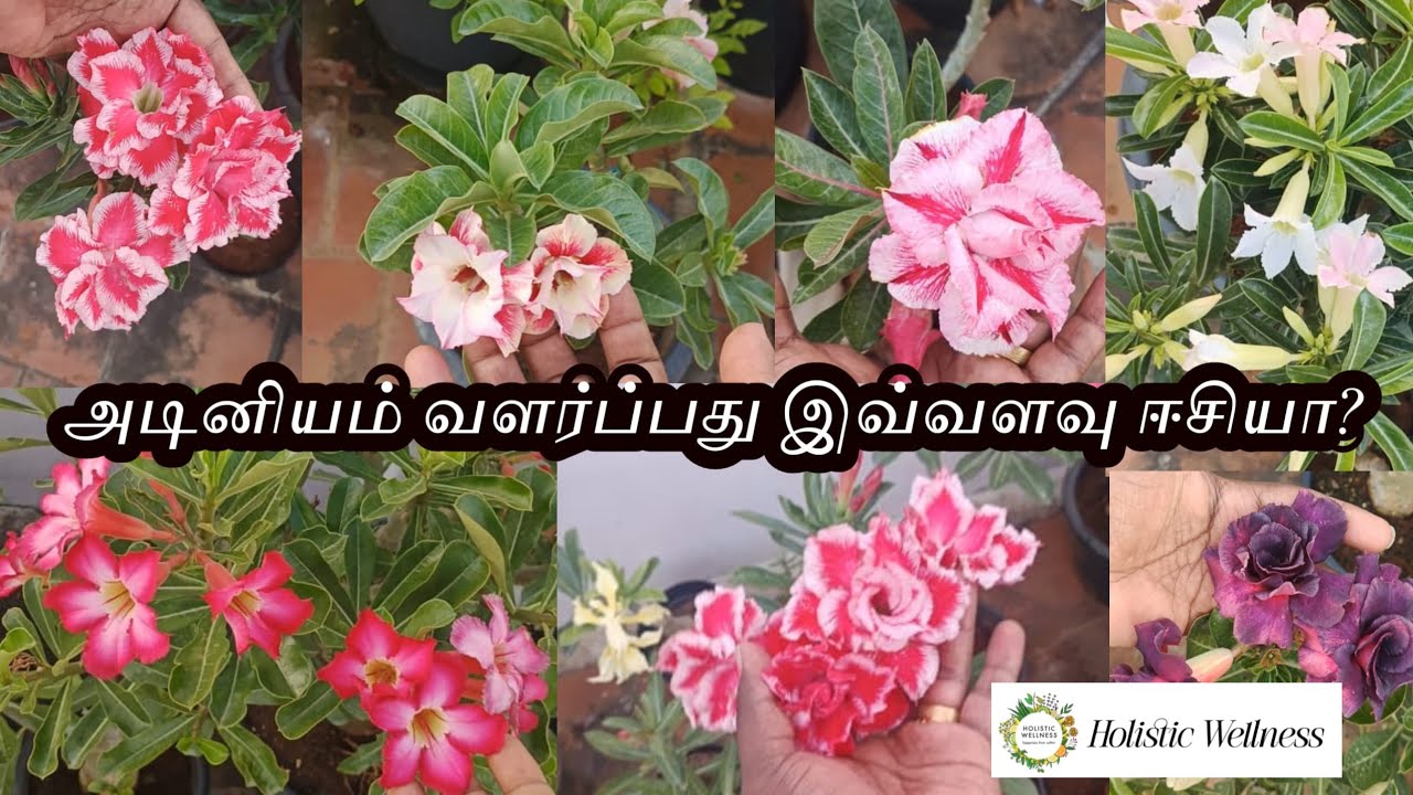 அடினியம் கொத்து கொத்தாய் பூக்க Tips... #adinium #garden #trending #flowers Holistic Wellness 