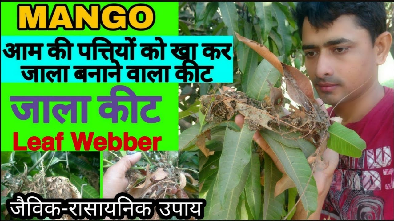 आम की पत्तियों को खा कर जाला बनाने वाला कीट | Mango Leaf Webber | Tent Caterpillar