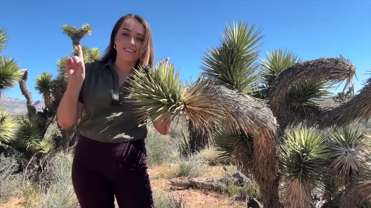 Scientists are keeping a close eye on Joshua Trees: Here's why