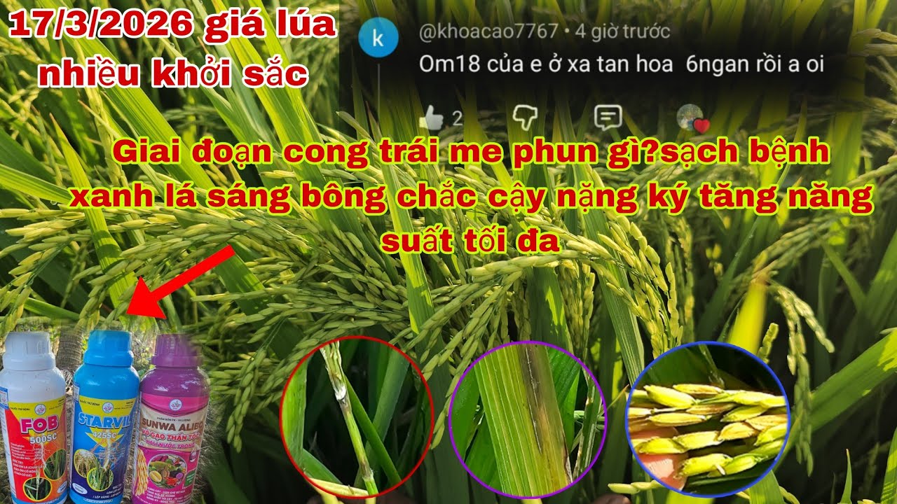 17/3/2026 giá lúa nhiều khởi sắc|lúa cong trái me phun gì ?sạch lem lép xanh lá sáng hạt nặng ký. 