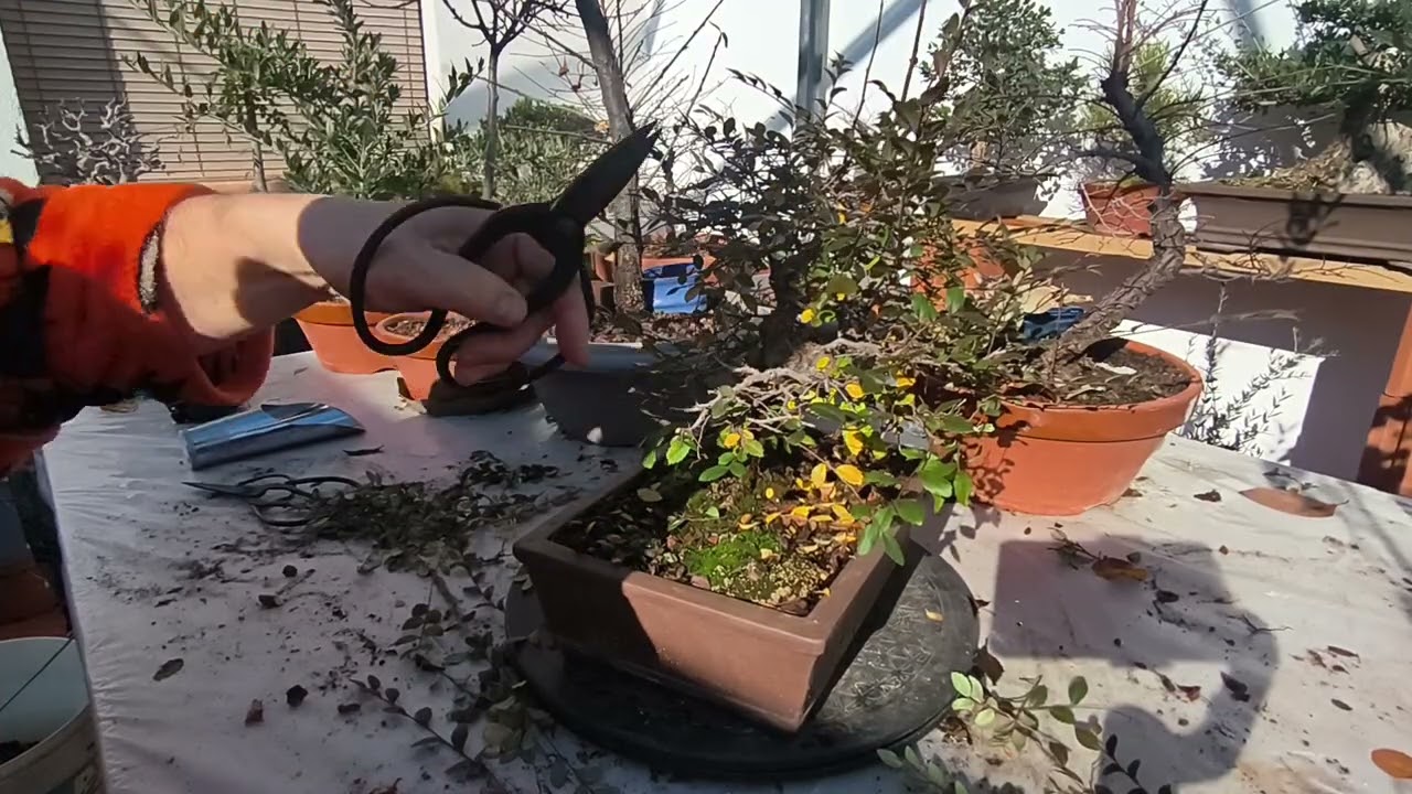 ¿Se rompió? No pasa nada. Poda de formación en mi Olmo | Bellon11 Bonsai.