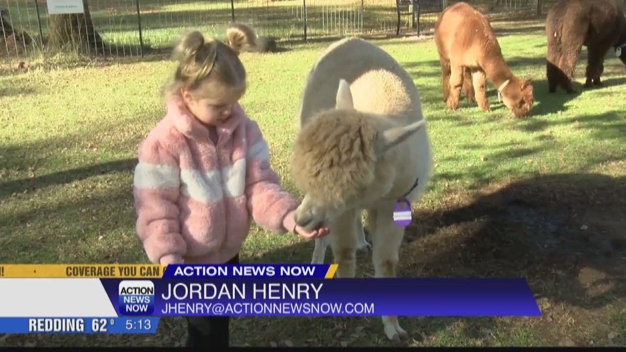 Local Redding Alpaca Farm seeing an increase in visitors