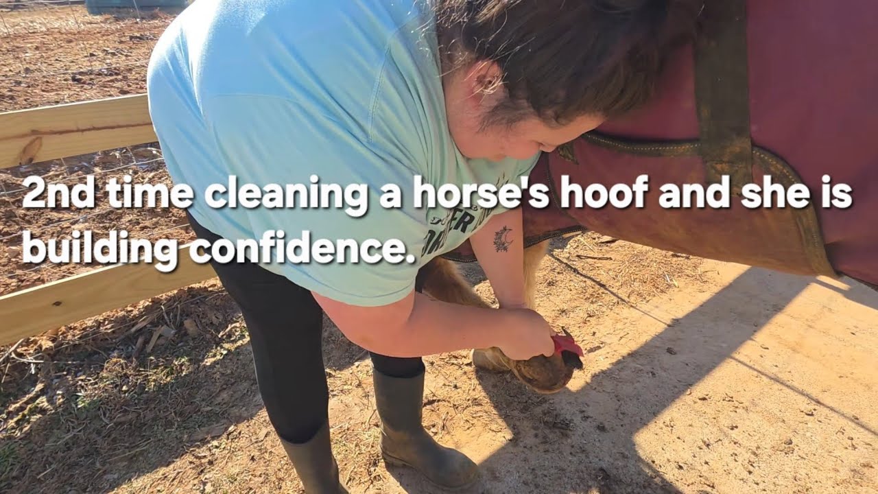 LEXIE'S LANDSCAPE: Found a ROCK while cleaning Ashling's hoof! Lessons learned.  