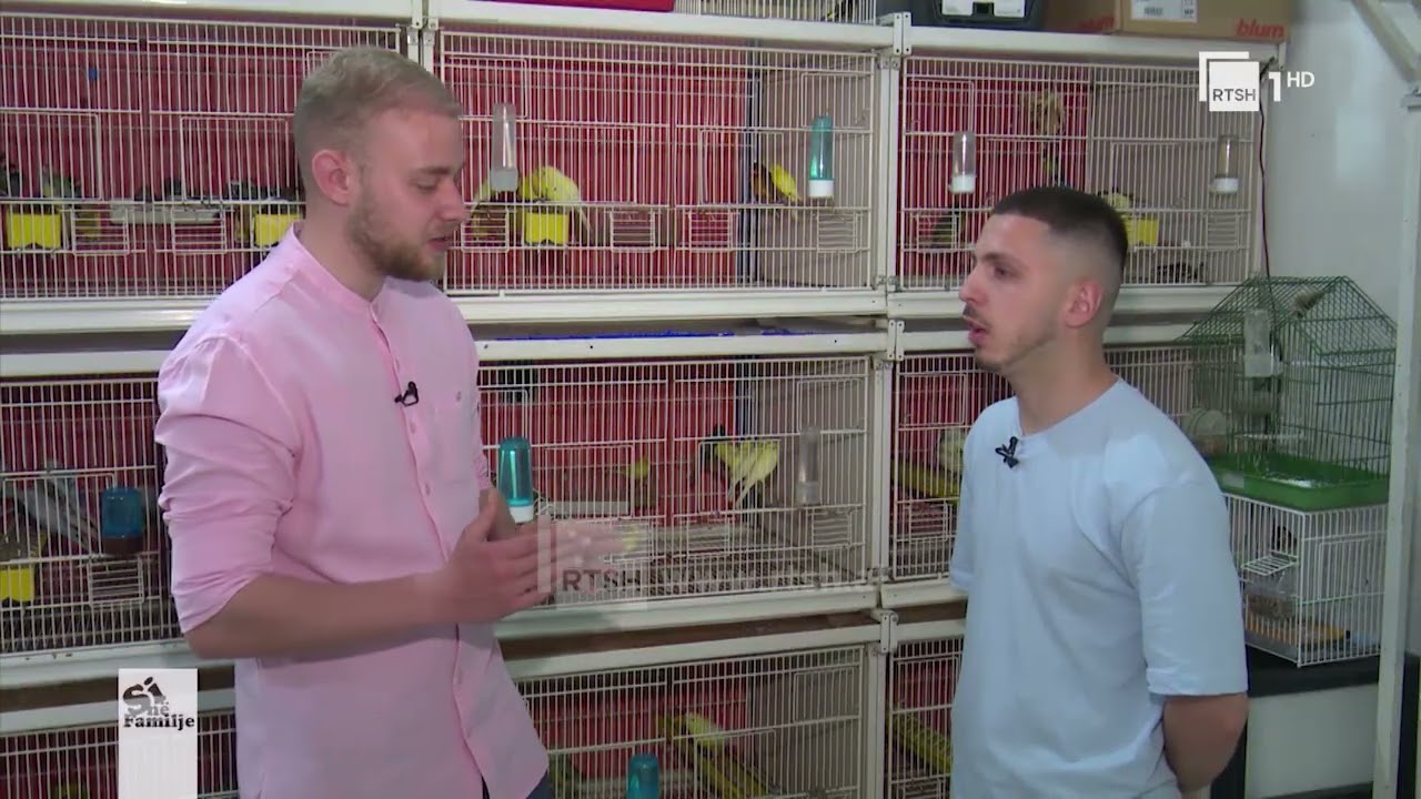 Zogjtë në shtëpi, këshilla për kujdesin ndaj tyre | Si në familje