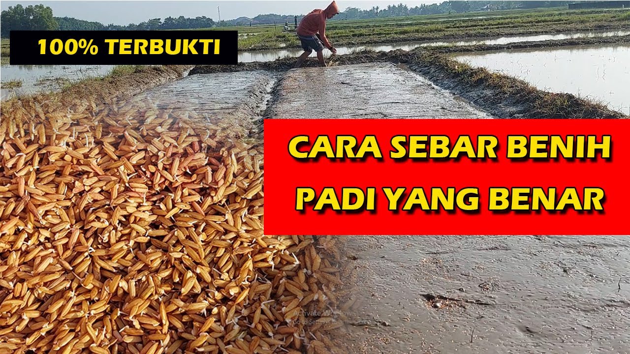 CARA SEMAI PADI INPARI 32 YANG BENAR