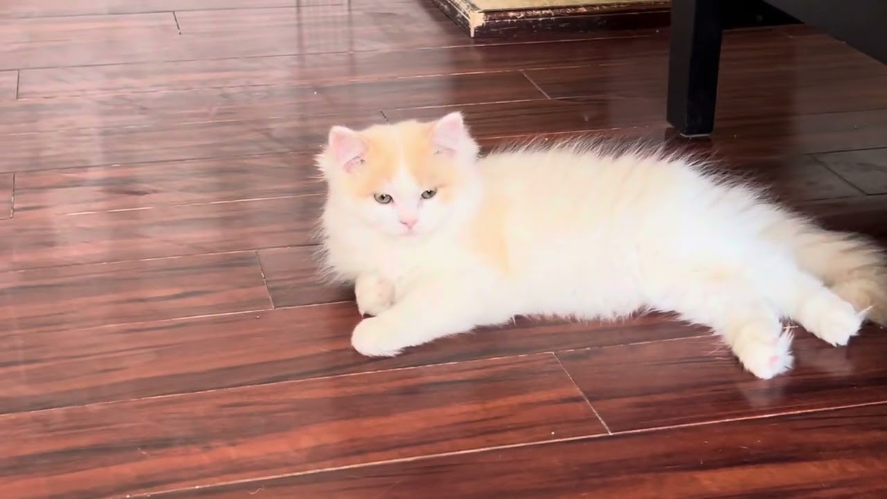 RagaMuffin Kittens~Imperial Rags