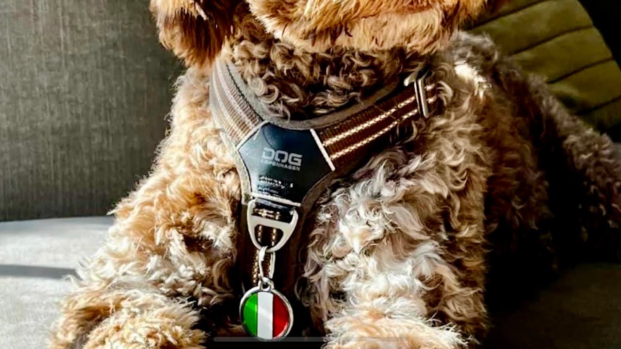 Lagotto Romagnolo Dog Copenhagen Harness
