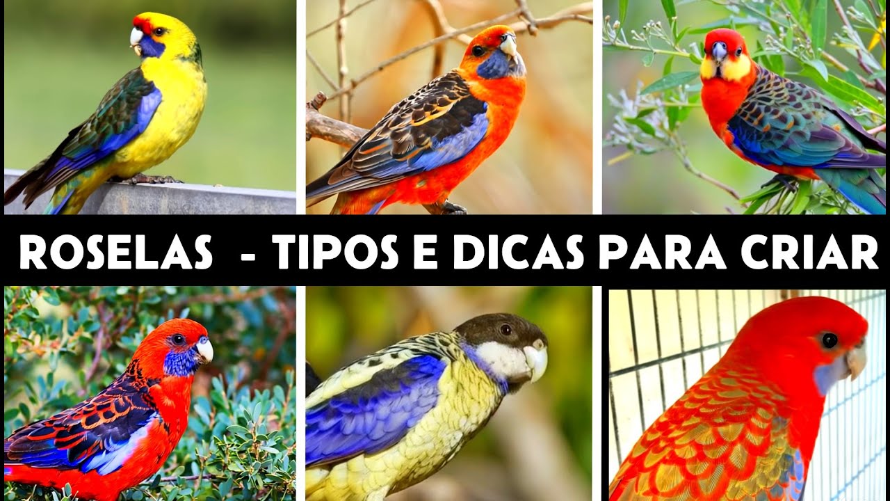 ROSELA - TIPOS e MUTAÇÔES  RARAS #roselas #passaros