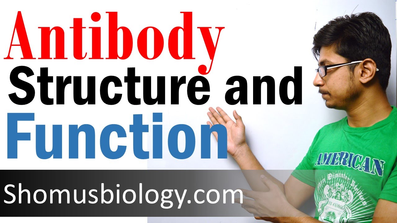 Antibody structure and function
