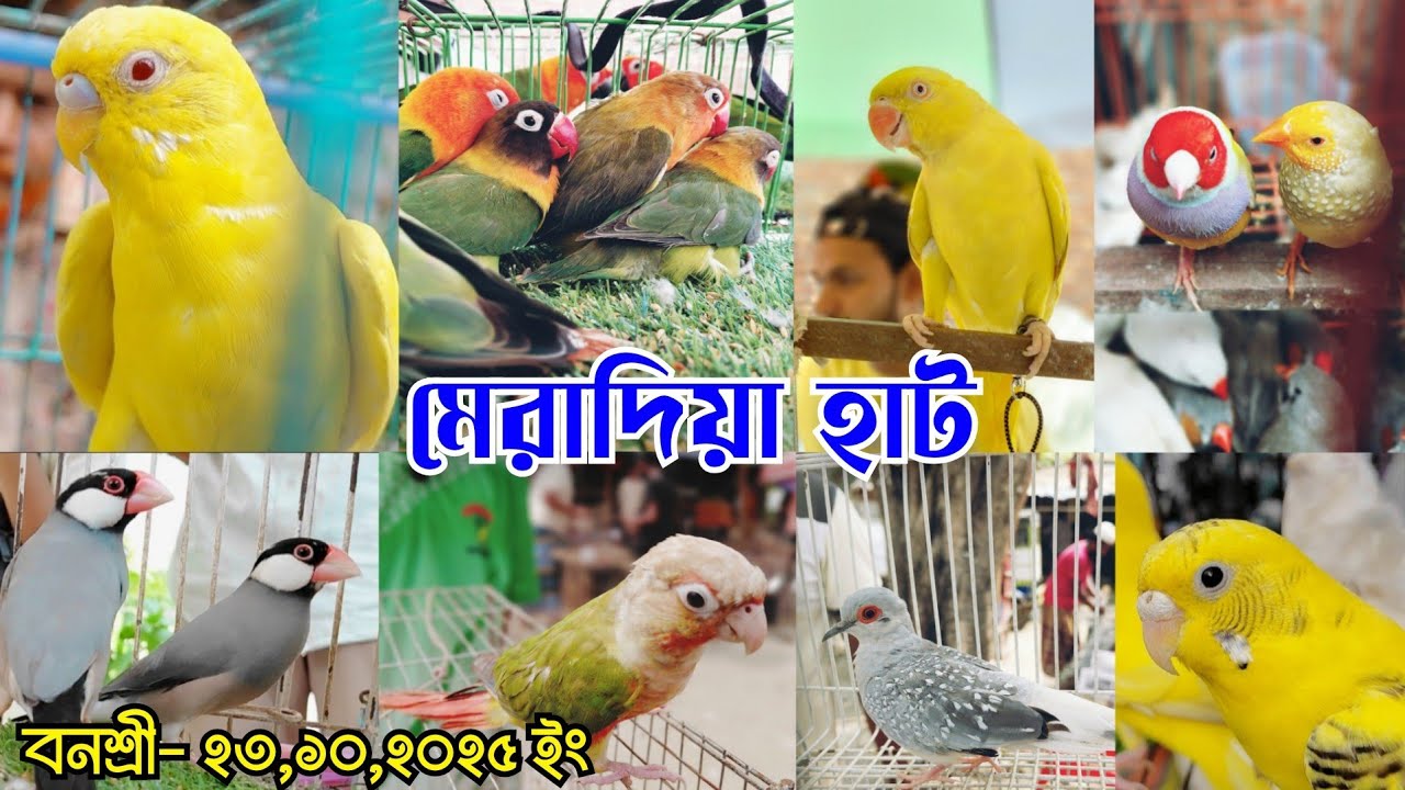 সানকুনুর,জাবা,লাভবার্ড পাখি এসেছে হাটে || মেরাদিয়া পাখির হাট || Meradia pakhir hat || Bird market