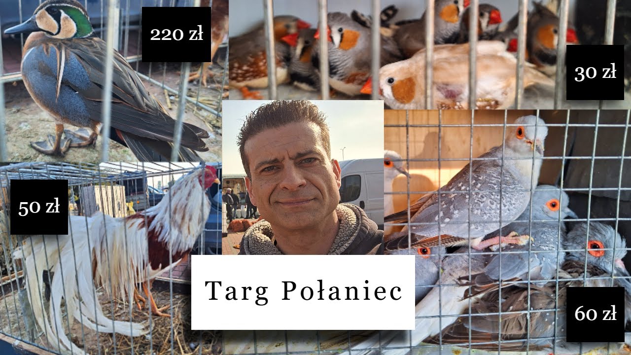 Giełda Targ Połaniec ceny 09.03.2025