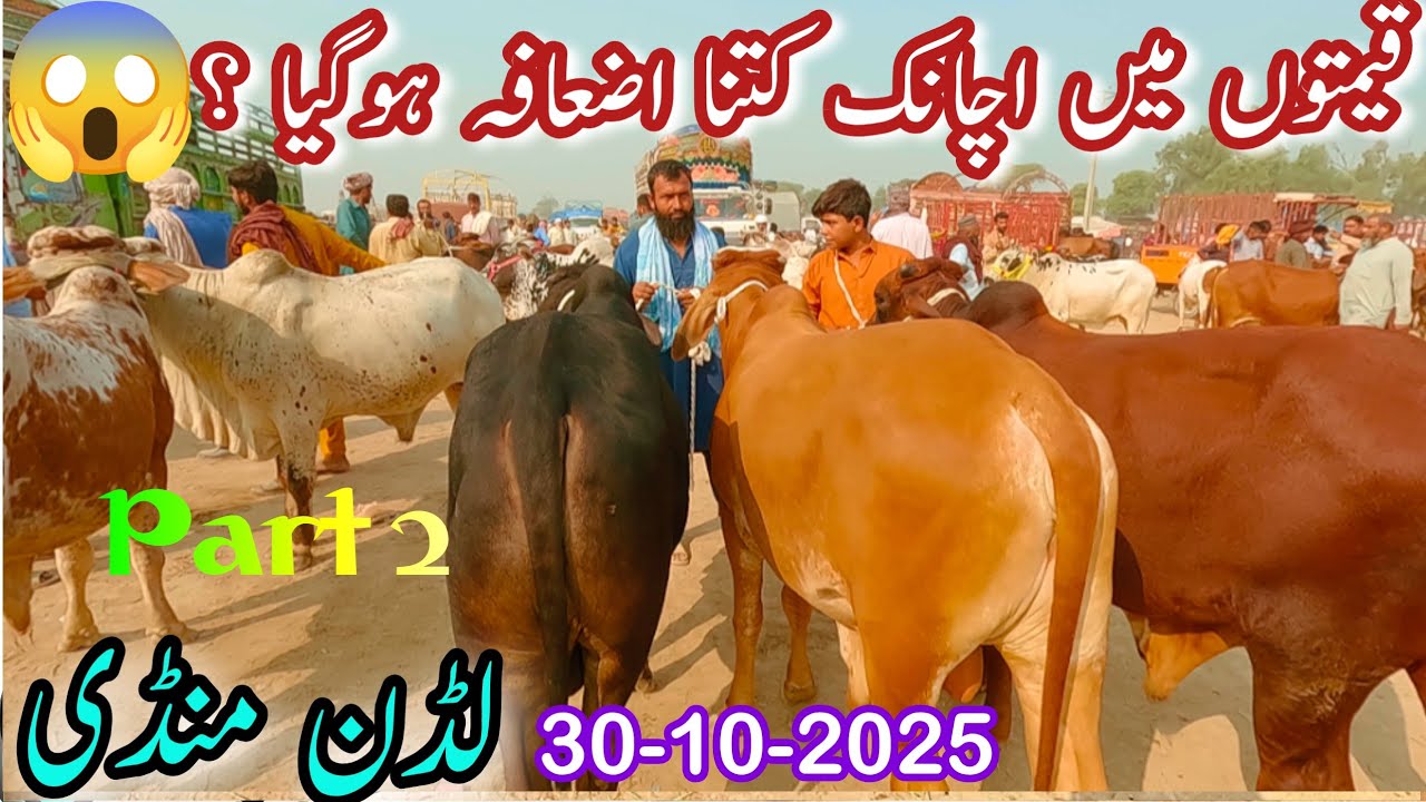 LUDDAN BACHRA MANDI LATEST PRICE UPDATE || Sahiwal Cholistani Bachra In Pakistan || Animals Market