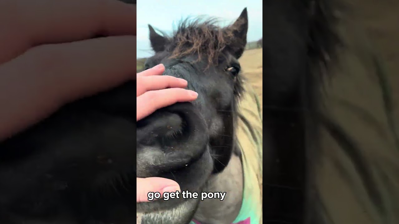 pony’s and party’s saturday vlog @lemieuxproductsofficial3847 