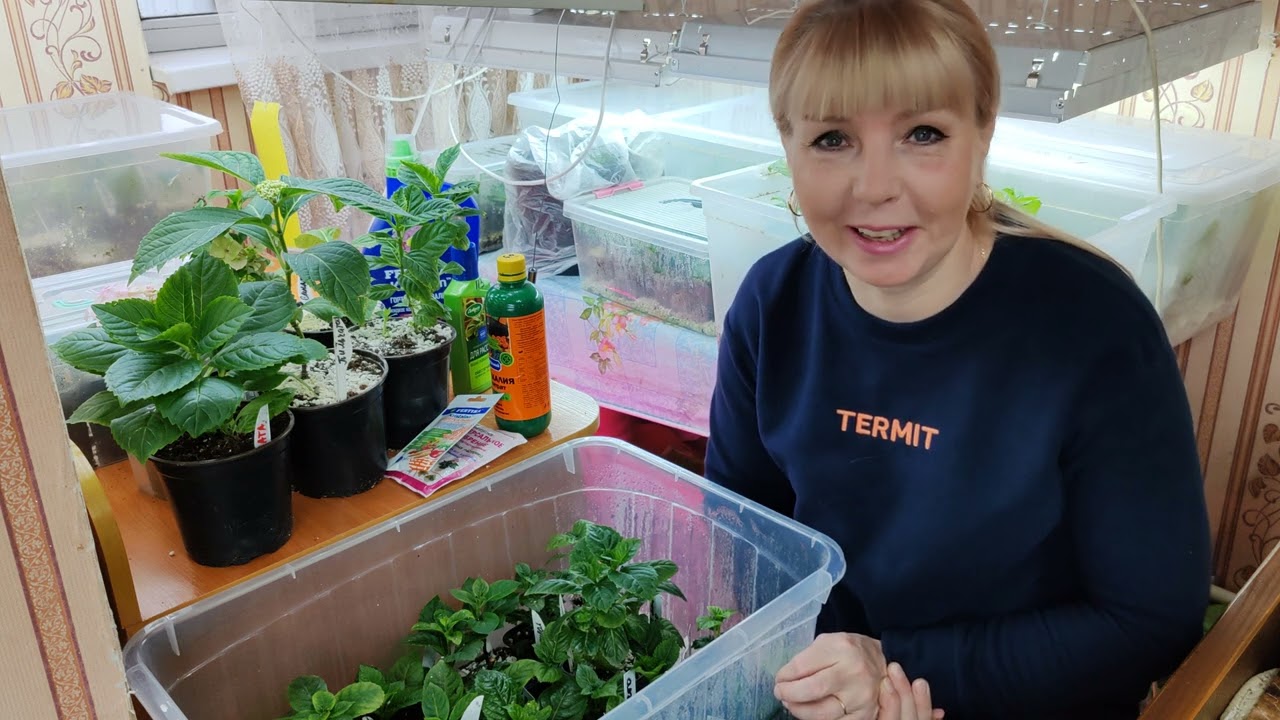2.02.24.Изумрудная листва!Чем кормлю?🌿🌿🌿🌿🌿