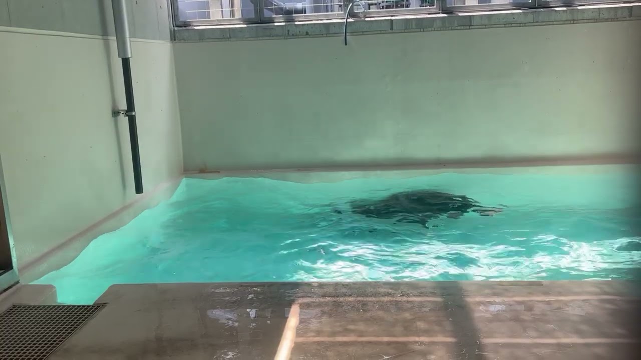 【天王寺動物園】寄贈いただいたポリタンクをプレゼント（カリフォルニアアシカ・ツガル）