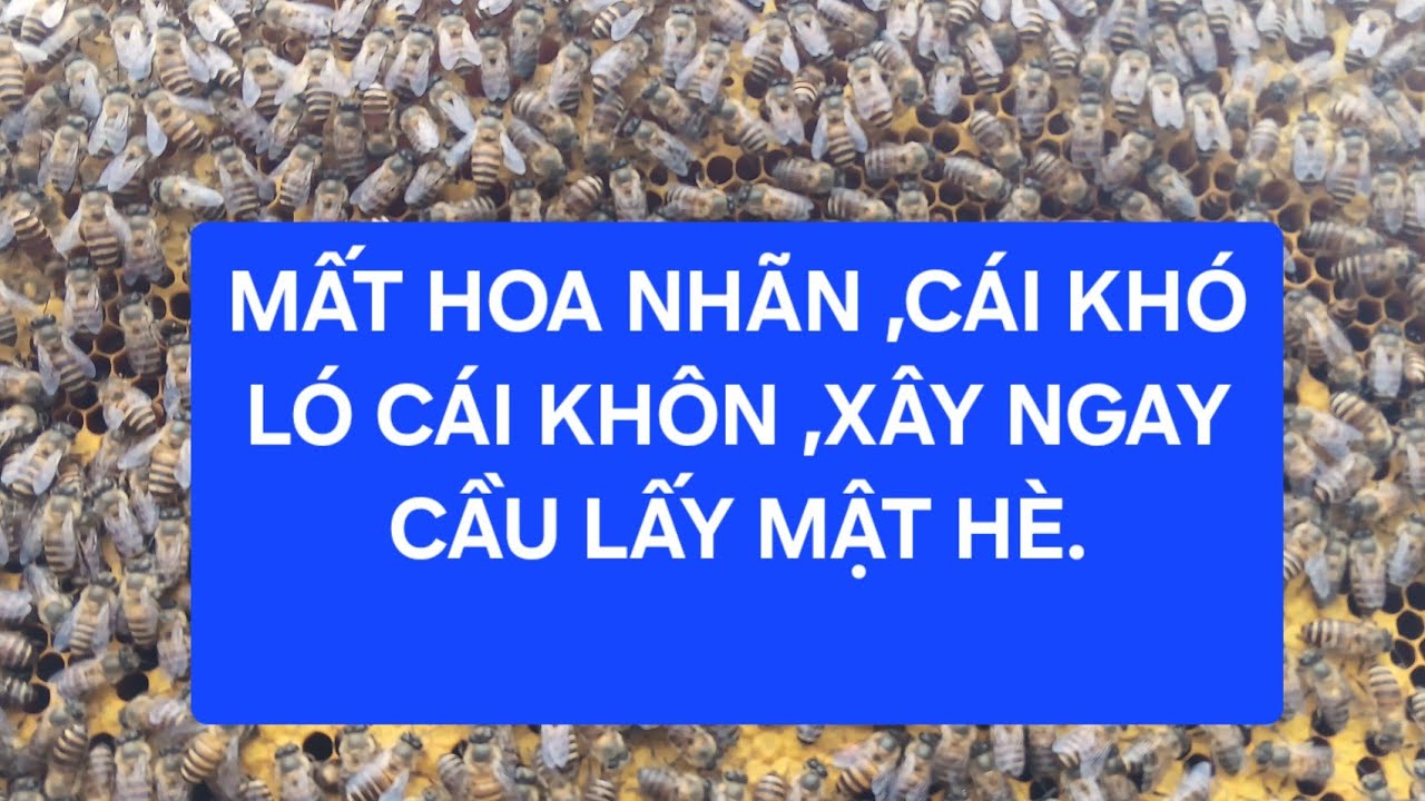 ONG ĐẸP QUÁ,HOA MẤT MÙA.