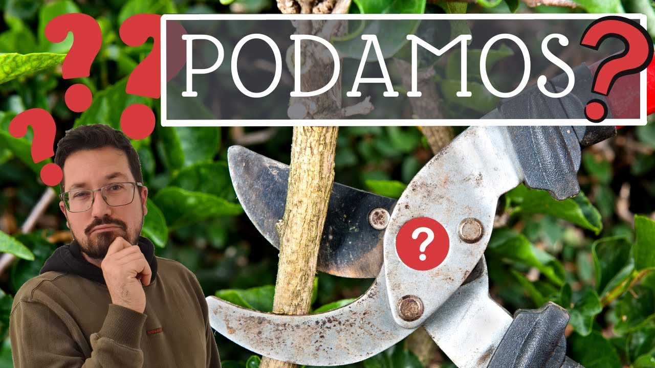 ¿Cómo PODAR? ¿Es NECESARIA la poda?🌳✂️