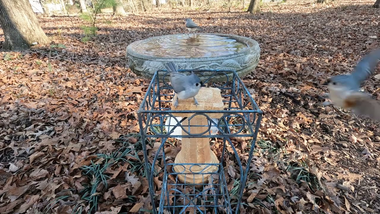 Battle for the suet between tufted titmouse and house finch