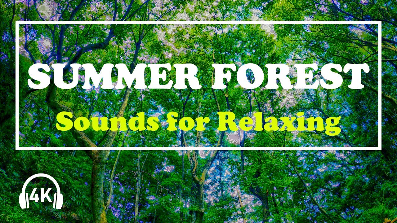 Japanese Summer Forest Cicada Sounds - Relaxing & Healing Nature Video [ASMR]