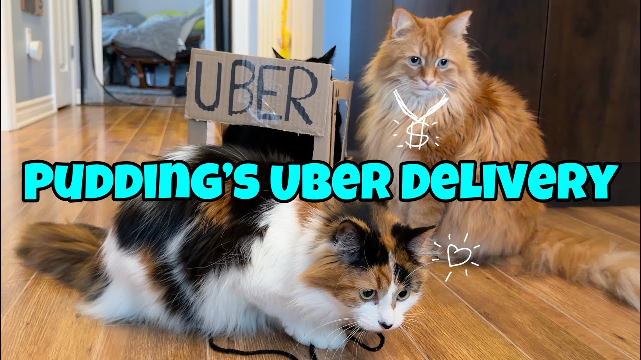 Order Up! Pudding's Uber Delivery Service 🚚
