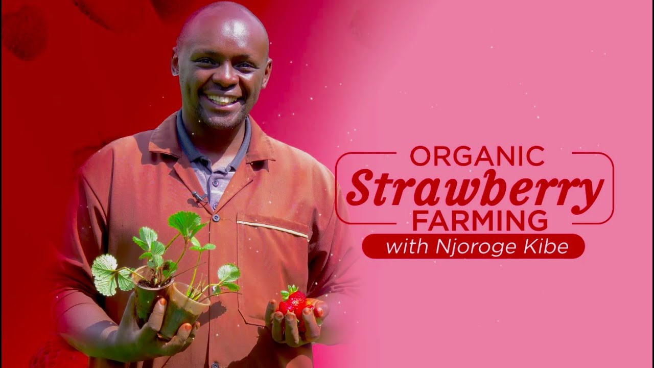 Strawberry farming - What you need to know/do before you start!