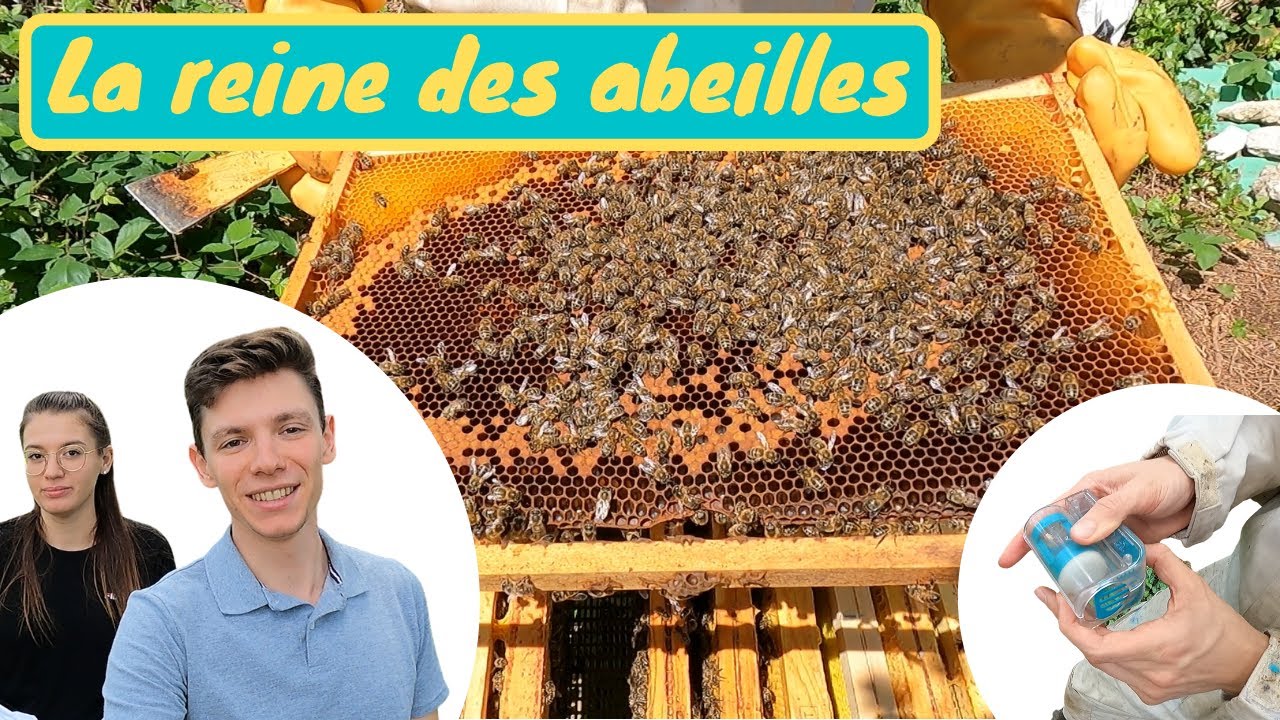 COMMENT ATTRAPER ET MARQUER LA REINE DES ABEILLES ? L’un des meilleurs outils : le One Hand