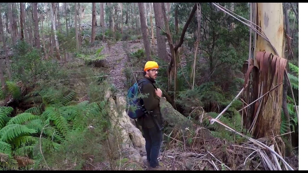 Deer Hunt Tallaganda State Forest NSW