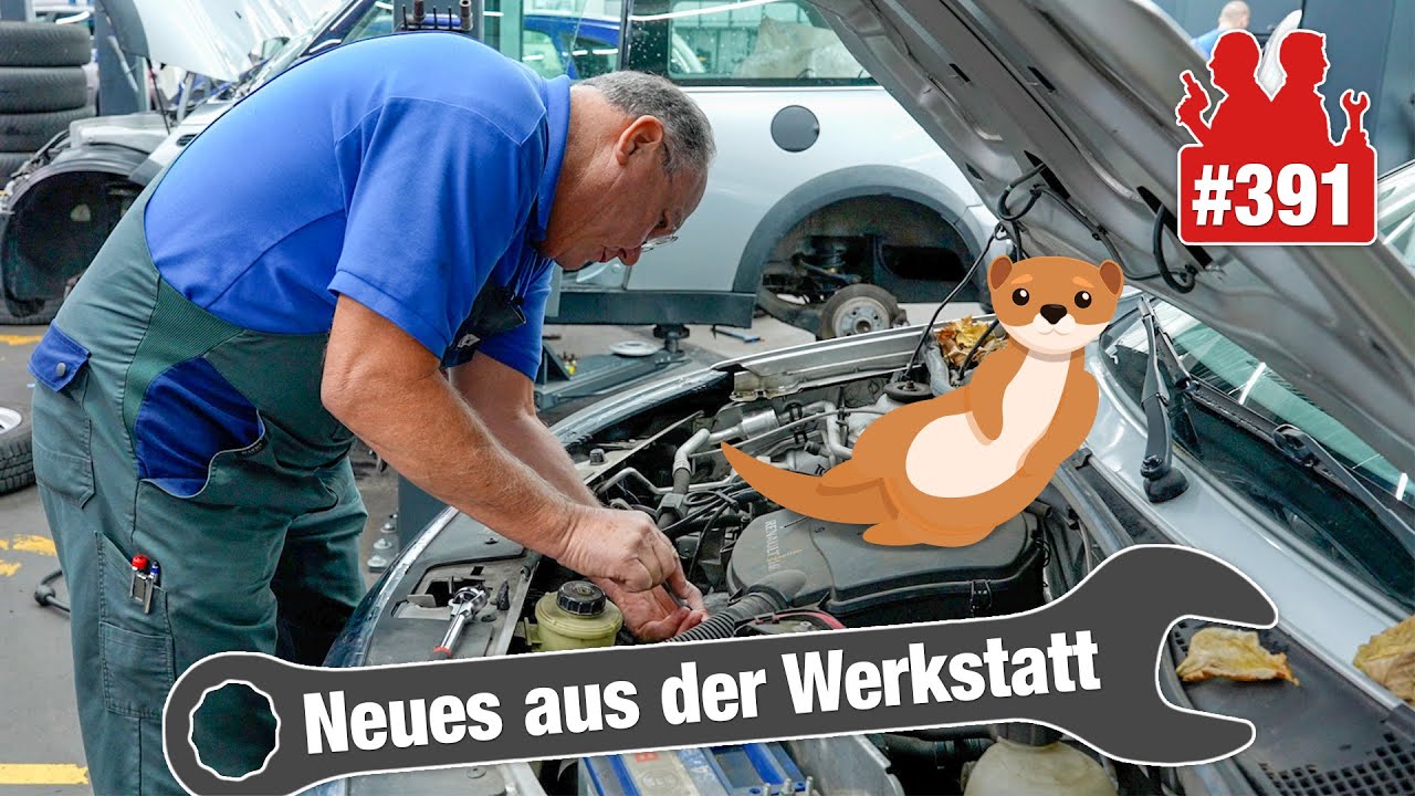 All you can eat! 🍔 Marder wütet in leckerem Dacia! | Rettungskarte selbst ausdrucken!