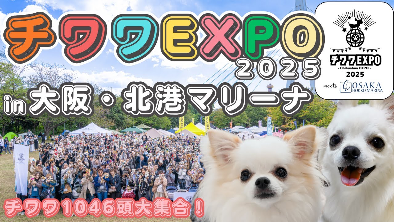 【チワワEXPO 2025 in大阪北港マリーナ🐶 】大阪初開催のチワワの祭典に愛犬ふくむすび君と参加して来ました‼︎ 沢山のお友達ができて最高の1日になりました✨