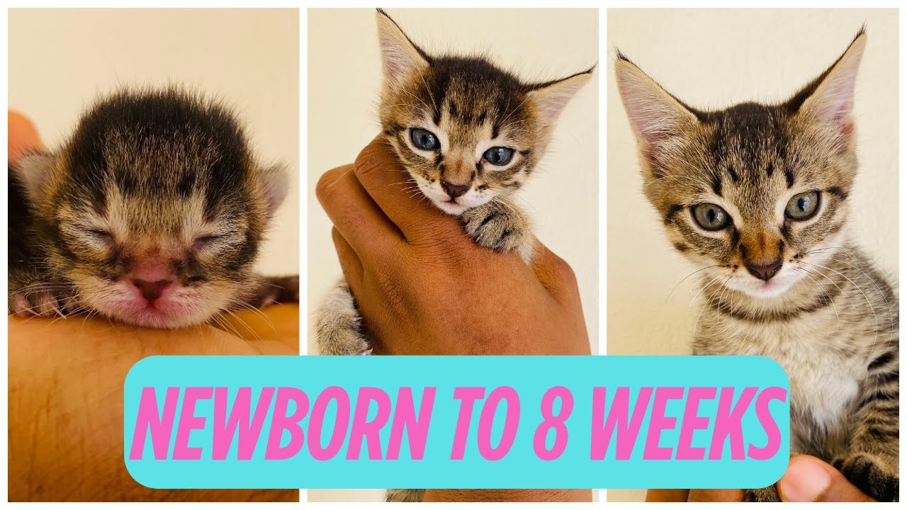 My Kitten’s First 8 Weeks | Watch Him Grow Week by Week!