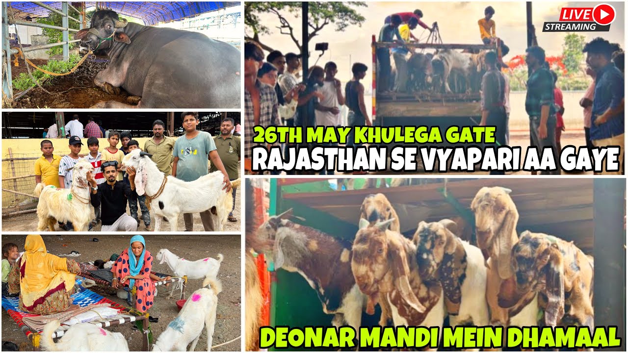 DEONAR BAKRA MANDI MEIN AA GAYE VYAPARI EID KE LIYE , LATEST UPDATE 2025 || TUESDAY LIVE MARKET ||