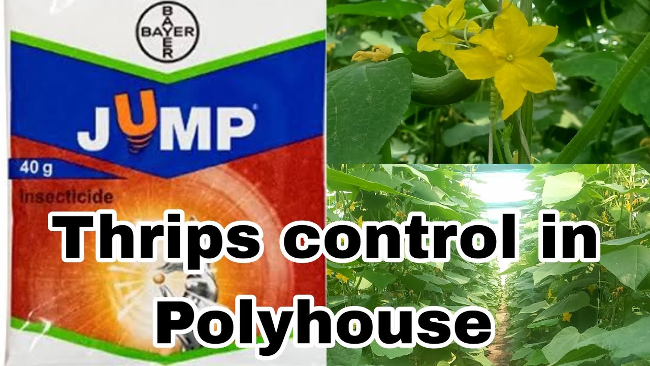 खीरे में थ्रिप्स की रोकथाम |Thrips control in polyhouse and nethouse|kheti-kisani31