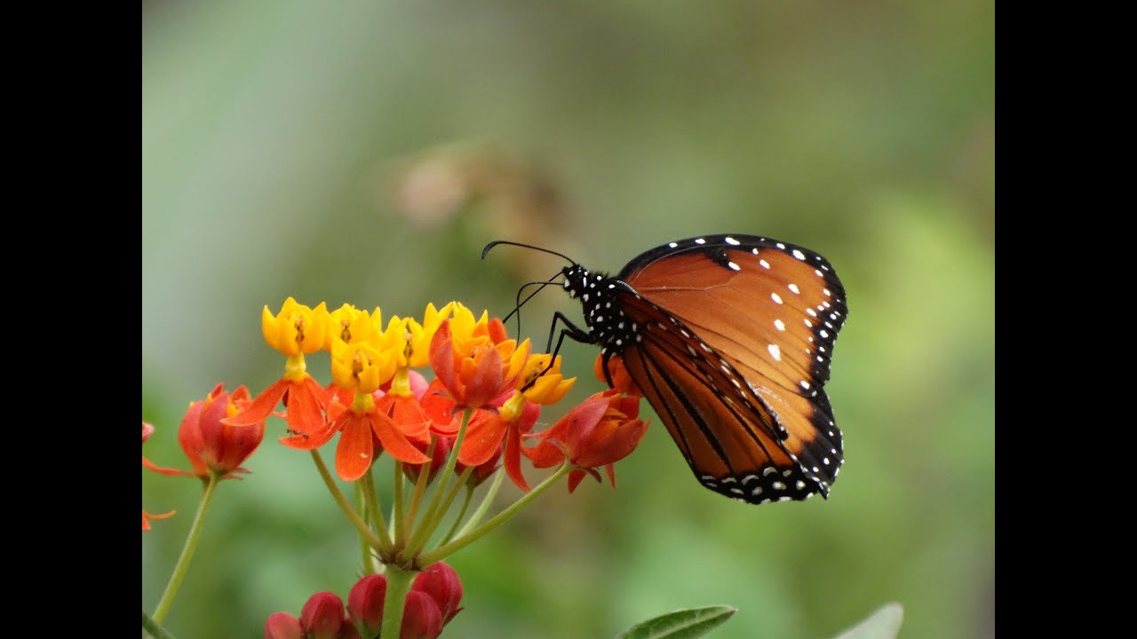 BRIAN CRAIN -- BUTTERFLY WALTZ -- WILLIAM LOCKMILLER PHOTOGRAPHY