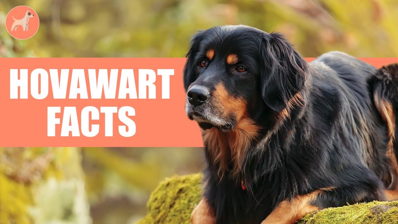 Hovawart: 10 Facts About This Old German Dog Breed