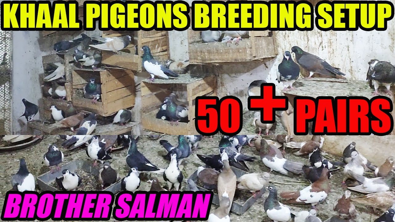 Pigeons Breeding Setup Tips Tulsi Khaal Breed Loft | Brother Salman | Birds of Paradise Basir Hashmi