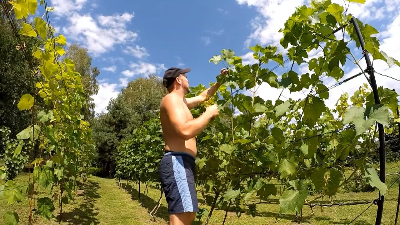 Prace letnie na winnicy (05)