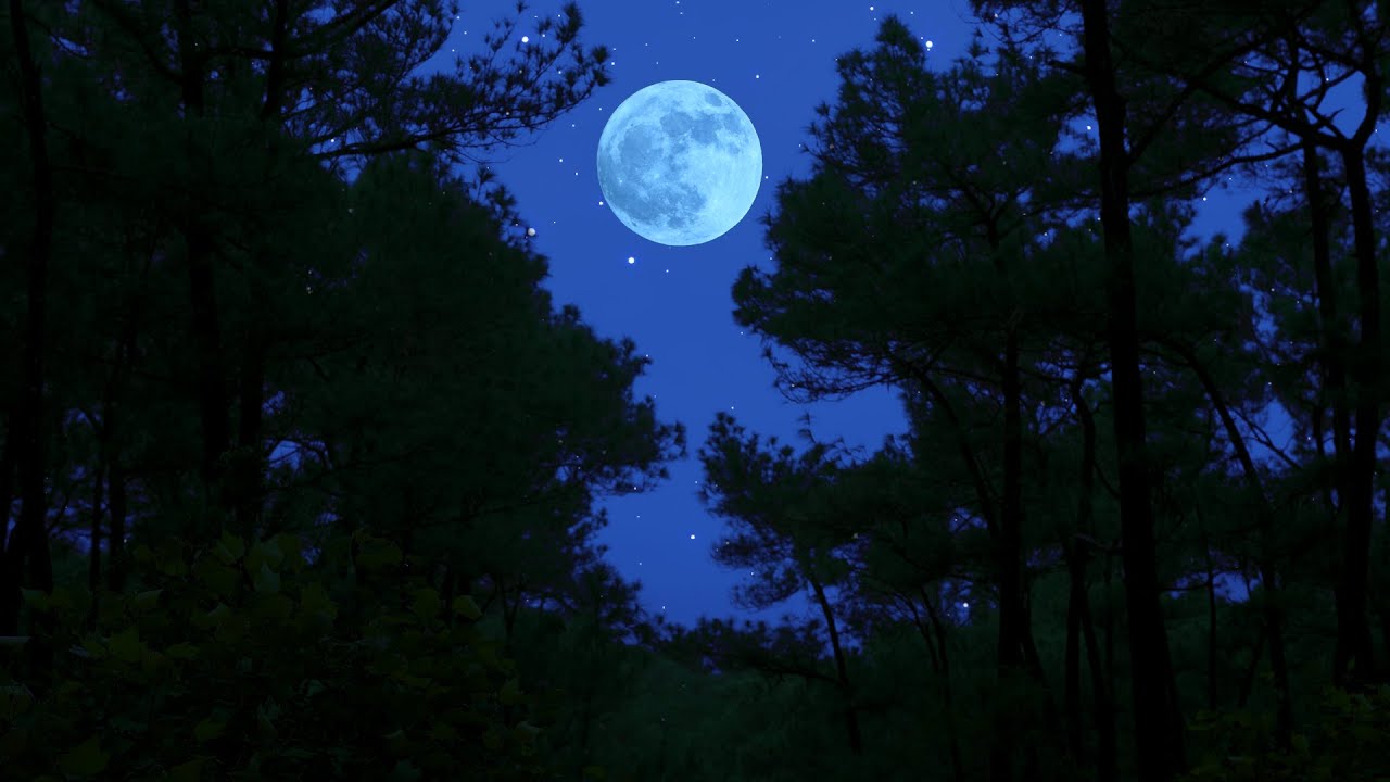 Forest Sounds at Night - Relaxing Crickets & Gentle Wind Sounds for Deep Sleep - 10 Hours