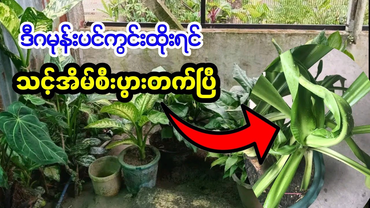 သင့်အိမ်စီးပွားရေးအတက်/အကျကိုနိမိတ်ပြတဲ့`ကွင်းထိုးဂမုန်း´ အကြောင်း #ဂမုန်းပင်