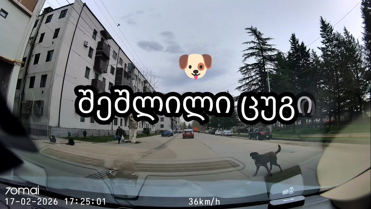 დღიური დაკვირვება #17