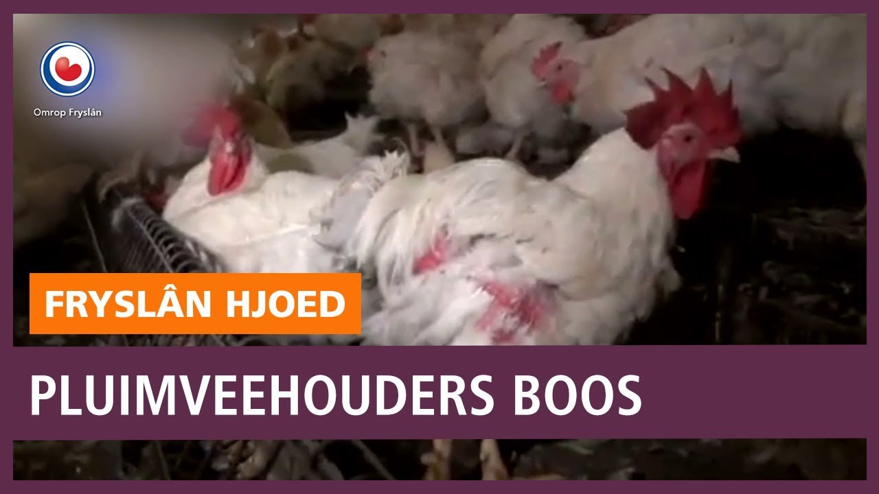 REPO: Pluimveehouders boos