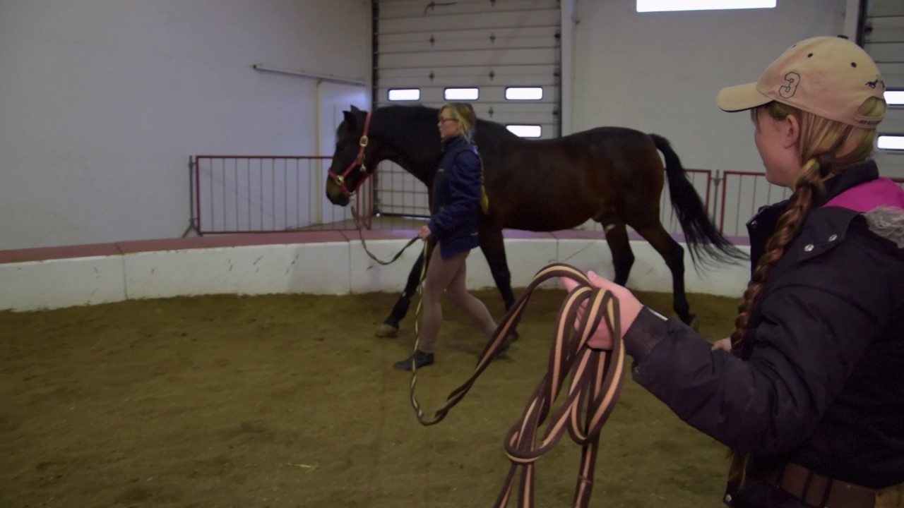 Sådan kan du lære din hest at blive longeret