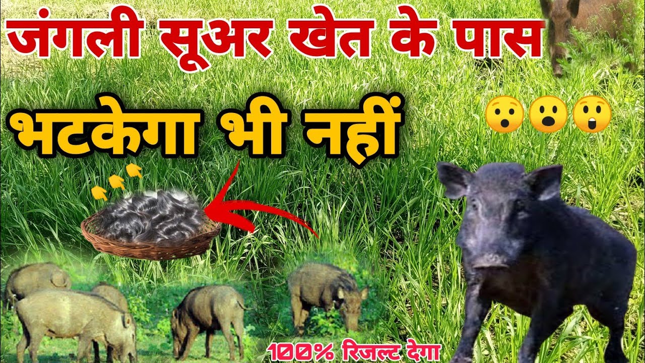फसल को जंगली सूअरों से कैसे बचाएं। fasal ko jungali janvaron se kaise surakshit Karen.  desi jugaad.